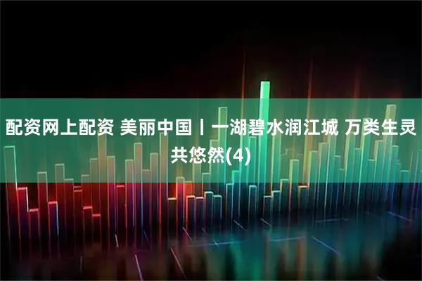 配资网上配资 美丽中国丨一湖碧水润江城 万类生灵共悠然(4)